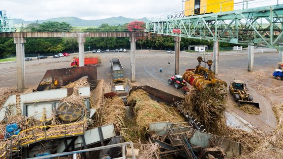 Campagne 2021 : production sucrière de 33 677 tonnes au 31 juillet