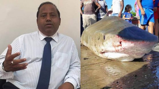 La présence de requins à Grand-Gaube inquiète le député Sudesh Rughoobur