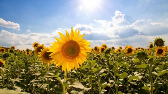 Prévisions météo pour ce samedi 3 février