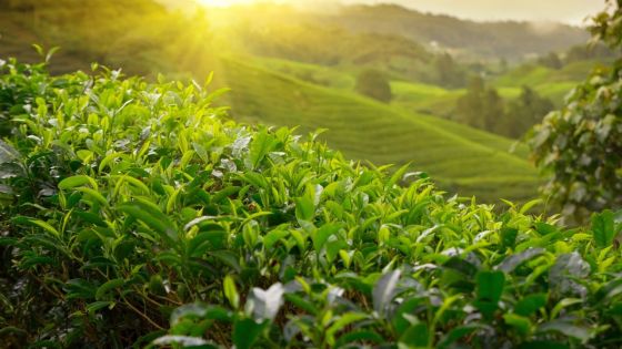 Agriculture : Le groupe ENL se lance dans la plantation de thé 