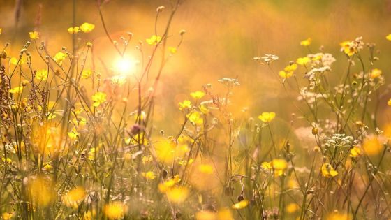 Météo : la température maximale supérieure à la moyenne de 2 à 3 degrés