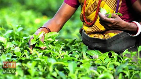 Allocation de Rs 8 000 par arpent de thé : une mesure bien accueillie par des planteurs