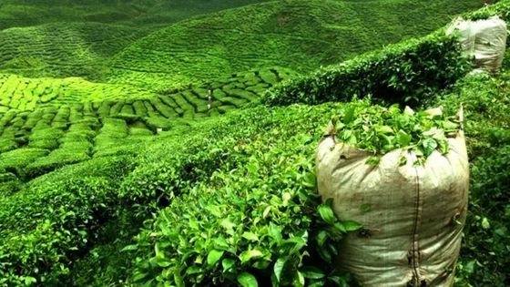 Propositions budgétaires : les planteurs de thé réclament une usine 