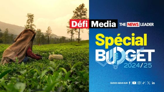Budget 2024-25 : Hausse de 80% de la Winter Allowance pour les cultivateurs de thé