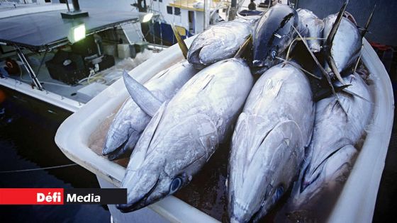 Possible pénurie de thon à Maurice en 2024, selon la Sustainable Tuna Association