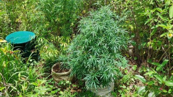 Cluny : 286 plants de cannabis déracinés