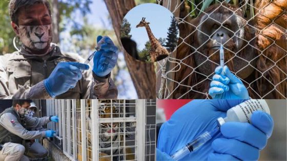 Covid : vaccination expérimentale dans un zoo de Santiago du Chili