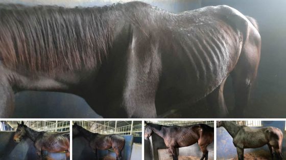 Des images choquantes : maltraitance des chevaux à la retraite