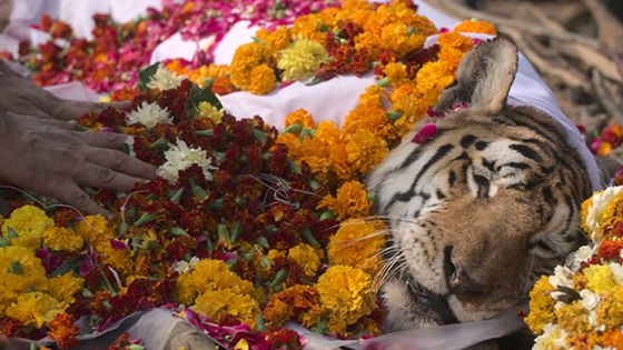 L'Inde fait ses adieux à la tigresse Collarwali, dite supermaman