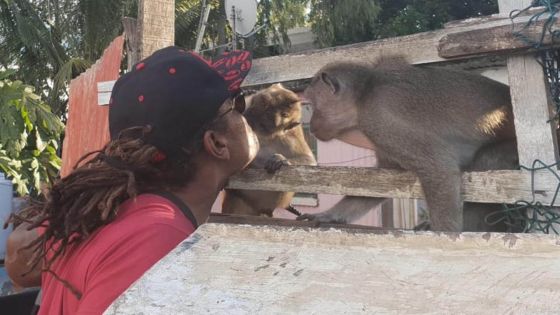 Case-Noyale : Tobo, jamais sans ses deux singes