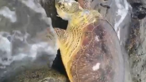 Pointe-aux-Piments : une tortue de mer retrouvée morte