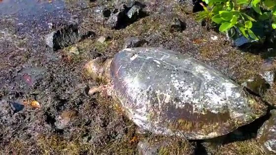 Anse-Jonchée : la tortue aurait été tuée par un requin, selon le ministère de la Pêche 