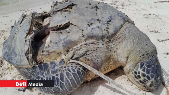 Deux tortues de mer retrouvées mortes en dix jours : le ministère de la Pêche enquête
