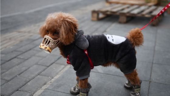 Hong Kong : un chien testé positif au coronavirus placé en quarantaine