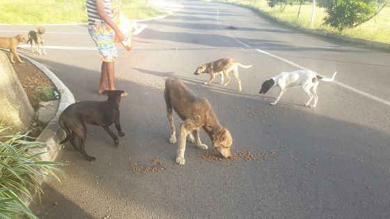 Un habitant de Flic-en-Flac lance un appel à la solidarité envers les chiens errants affamés