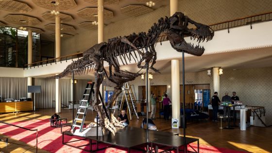 Un squelette de T-Rex exposé à Zurich avant sa vente aux enchères