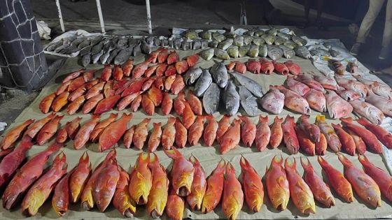 Saisie de 405 kg de poissons à Grand-Baie : deux marins malgaches positivement identifiés