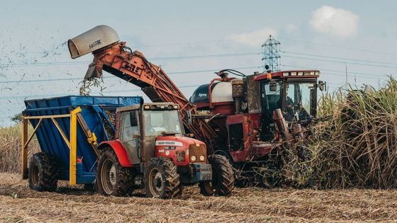 Coup d’envoi de la récolte : Medine table sur une production de 24 750 tonnes de sucre