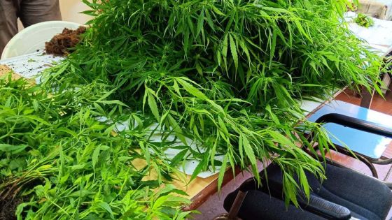 Rivière-Noire: 2 500 plants de cannabis déracinés