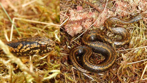 Pérou: un serpent Harrison Ford découvert dans la forêt amazonienne