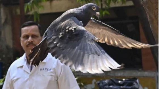 Inde : un pigeon, espion présumé, relâché après avoir été blanchi