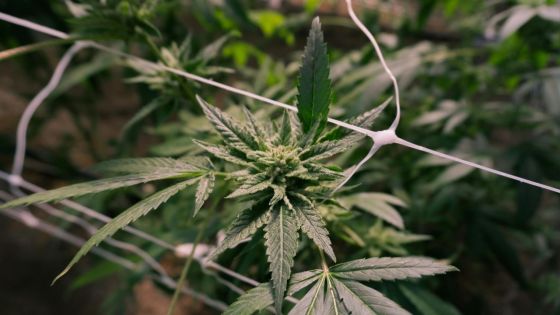 Les hospitalisations liées au cannabis associées à un risque accru de diagnostic de démence dans les cinq ans, selon une étude