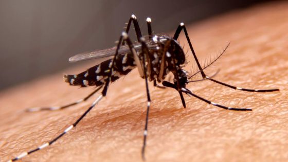 Chikungunya à La Réunion: enquête pour estimer l'ampleur de l'épidémie et de l'immunité acquise
