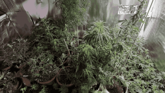 L'Adsu de Rose Hill  démantèle une culture de cannabis en intérieur