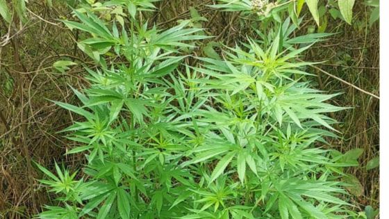 À Eau-Bleue et dans le sud : des plants de cannabis déracinés par la SST
