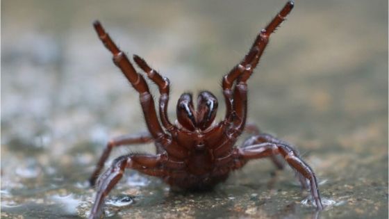 Le plus gros spécimen de l’araignée la plus venimeuse du monde découvert en Australie