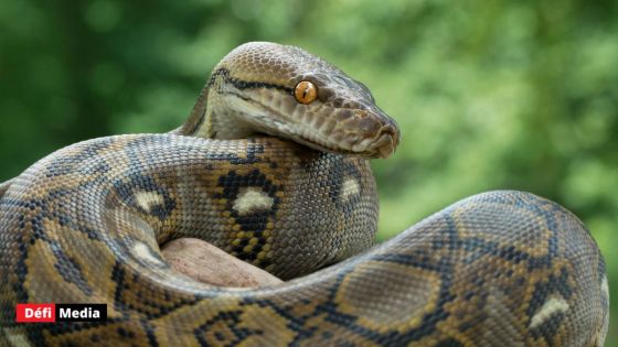 Un python de 5 mètres avale une femme en Indonésie