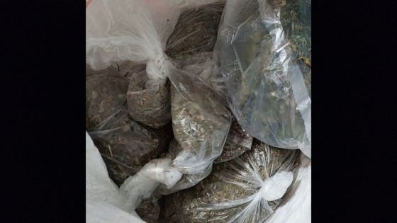 Saisie de Rs 11 millions de cannabis chez un couple à Goodlands