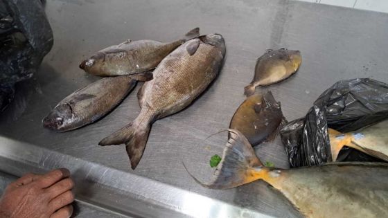 Au marché de Quatre-Bornes : un banyan arrêté en possession des poissons interdits de pêche 