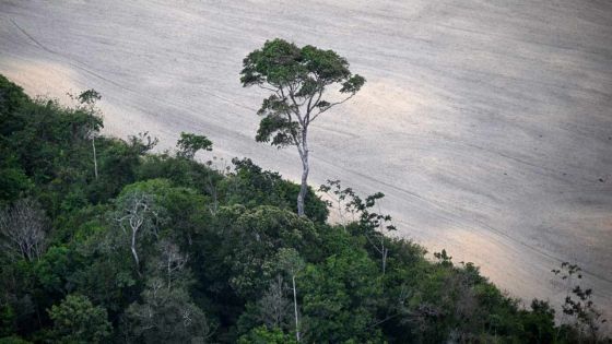 La crise climatique est une crise sanitaire, selon l'OMS