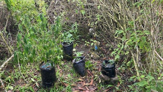 Nouvelle-France : 300 000 roupies de plants de cannabis déracinés