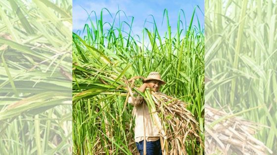 Campagne sucrière 2025 : 141 391 tonnes de sucre produites à ce jour 