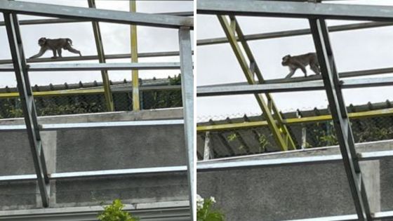 Résidence Roche-Bois : un singe sème la terreur 