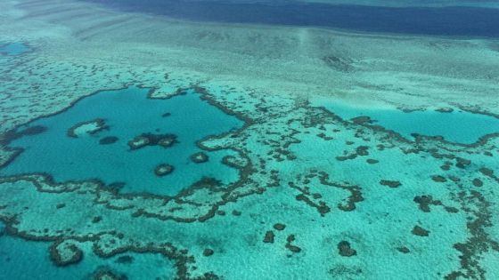 Australie: la Grande Barrière de corail victime d'un vaste blanchissement