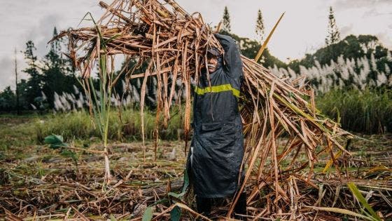 Industrie cannière : une production de 242 000 tonnes de sucre attendue en 2024