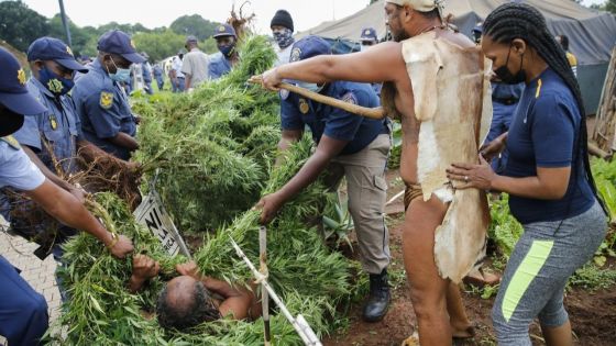 Afrique du Sud : un «roi» autochtone arrêté pour avoir cultivé du cannabis devant la présidence