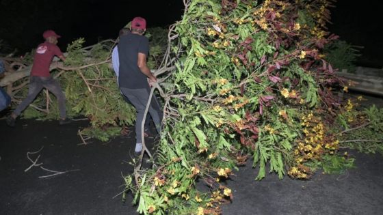 [En images] La route de Beau-Plan vers Port-Louis obstruée par la chute d’arbres