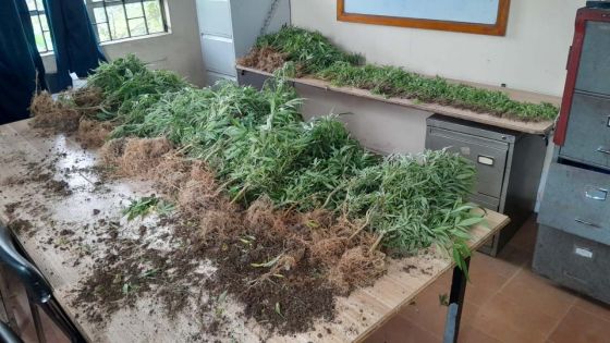 Mare-Longue : Rs 8,2 millions de cannabis déracinés
