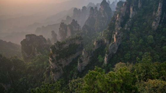 Une forêt primitive découverte en Chine