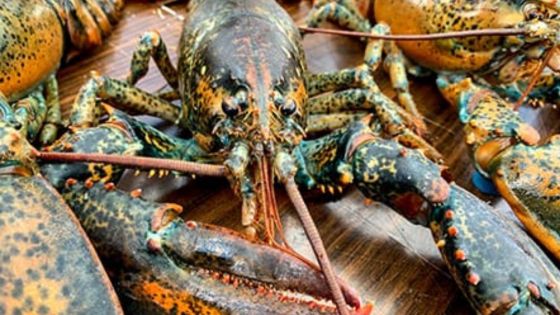 25 kilos d'homards disparaissent du Fisheries Post de Pointe-aux-Sables