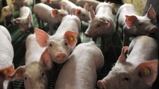 Un foyer de peste porcine africaine dans un élevage en Allemagne, près de la frontière française             