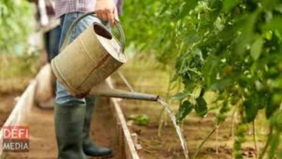 Chambre d’Agriculture de Maurice : 40 participants formés aux techniques de base de l’agriculture