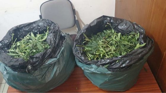 Valton :  11 kg de cannabis saisis dans un terrain en friche