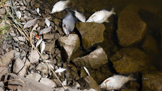 Des poissons morts partout : crainte de désastre environnemental en Allemagne et Pologne