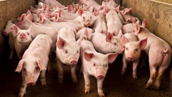 Deux cas de peste porcine à Rome: un millier de porcs seront abattus