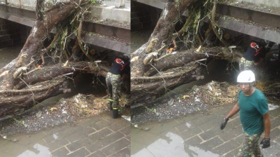 Chute d’un arbre au Ruisseau du Pouce : des soldats de la SMF en action